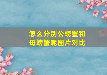 怎么分别公螃蟹和母螃蟹呢图片对比