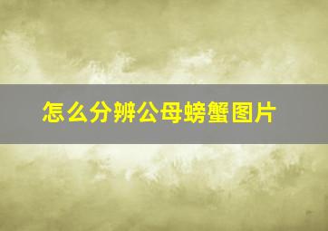 怎么分辨公母螃蟹图片