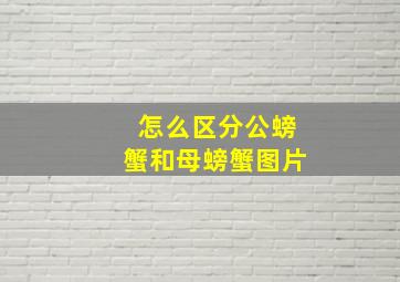 怎么区分公螃蟹和母螃蟹图片