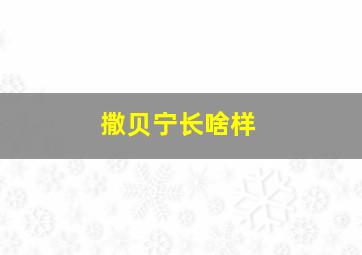 撒贝宁长啥样