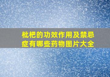 枇杷的功效作用及禁忌症有哪些药物图片大全