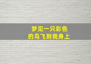 梦见一只彩色的鸟飞到我身上