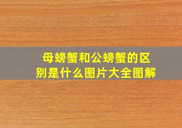 母螃蟹和公螃蟹的区别是什么图片大全图解