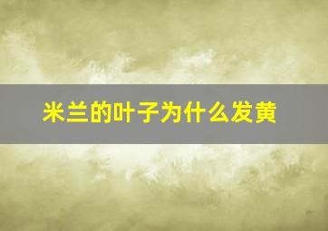 米兰的叶子为什么发黄