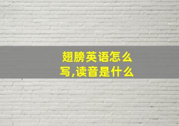 翅膀英语怎么写,读音是什么