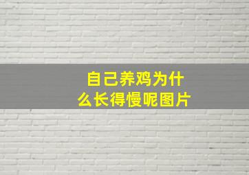 自己养鸡为什么长得慢呢图片