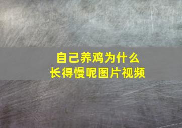 自己养鸡为什么长得慢呢图片视频